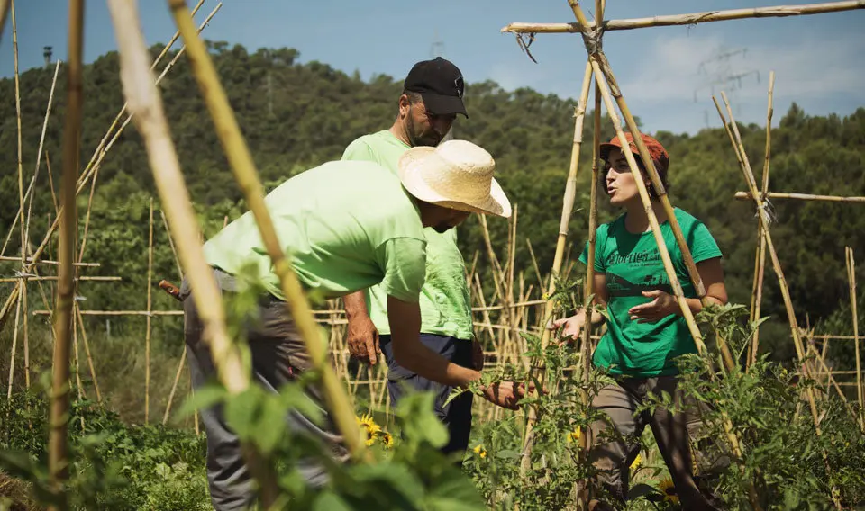 Foto web L'Ortiga, agricultura ecològica a Collserola